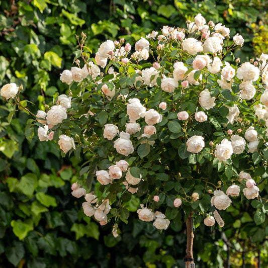 🌸 Desdemona Rose Seeds – Fragrant White-Pink David Austin Variety 20 Seeds Pack ( Growing Guide Free) - Flower Seeds