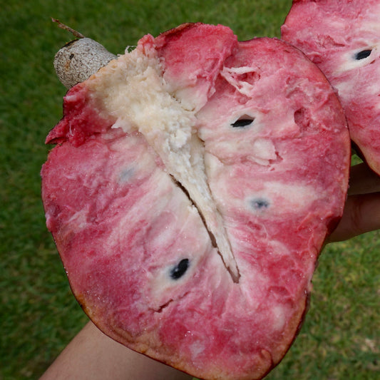 Rare Red Flesh Custard Apple Live Plant (Annona reticulata) – Exotic Fruit-Bearing Seedling for Home Garden - Fruit Plant