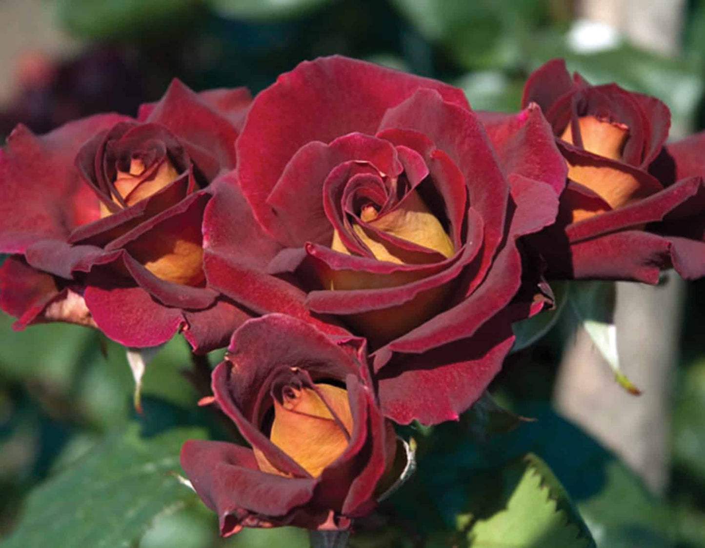 🌹 Dark Night Rose Seeds – Exotic Bi-Color Hybrid Tea Rose 20 Seeds Pack ( Growing Guide Free) - Flower Seeds