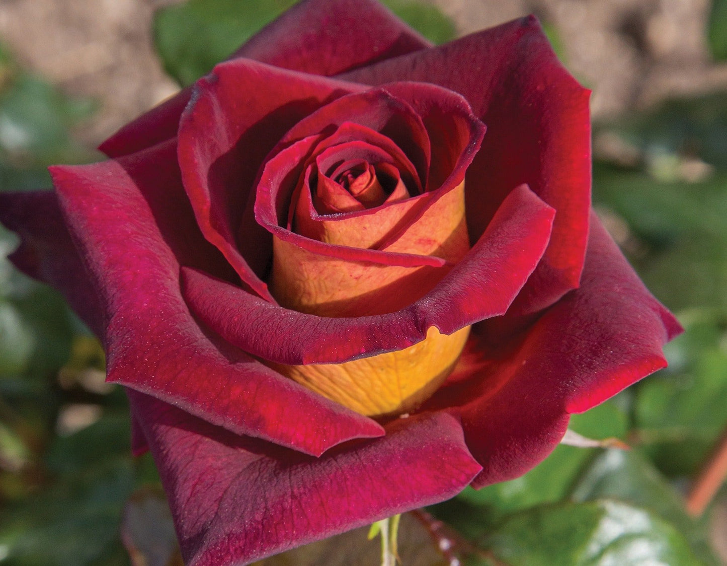 🌹 Dark Night Rose Seeds – Exotic Bi-Color Hybrid Tea Rose 20 Seeds Pack ( Growing Guide Free) - Flower Seeds