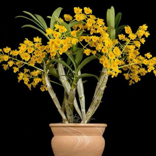 Dendrobium Chrysotoxum Orchid (Golden Bow Orchid) – Vibrant Yellow Fragrant Blooms - Orchid Plant