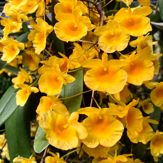 Dendrobium Aggregatum Orchid (Pineapple Orchid) – Compact, Golden & Fragrant Blooms - Orchid Plant