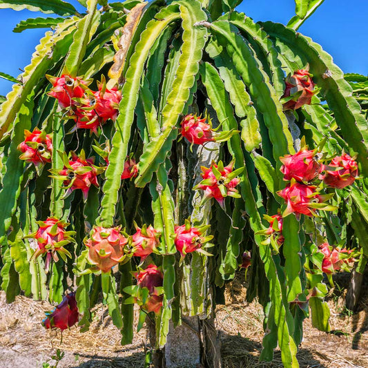 Dragon Fruit Live Plant (Red) – Pitaya Cactus Plant for Home & Garden -Fruit Plant