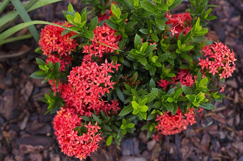 Mini Ixora Live Plant (Red) – Compact Flowering Shrub for Home Garden & Pots -Flowering Plant