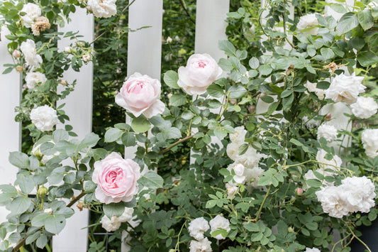 🌹 Earth Angel Rose Seeds – Romantic Pink Peony-Style Rose 20 Seeds Pack ( Growing Guide Free) - Flower Seeds