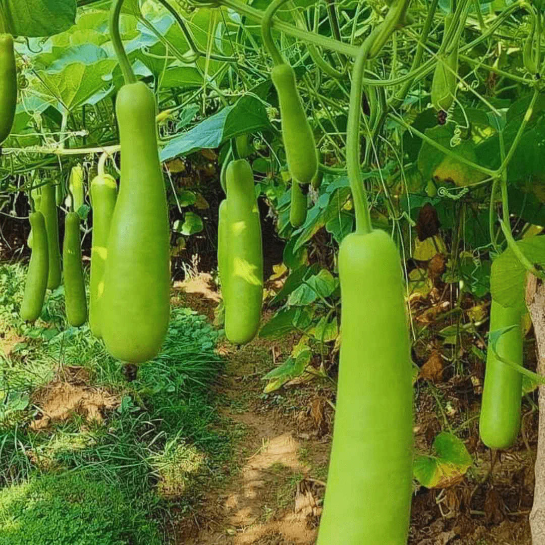 Bottle gourd seeds Loki Vegetable  (20 Seeds)  for Home Garden, Organic & Hybrid - Vegetable Seeds