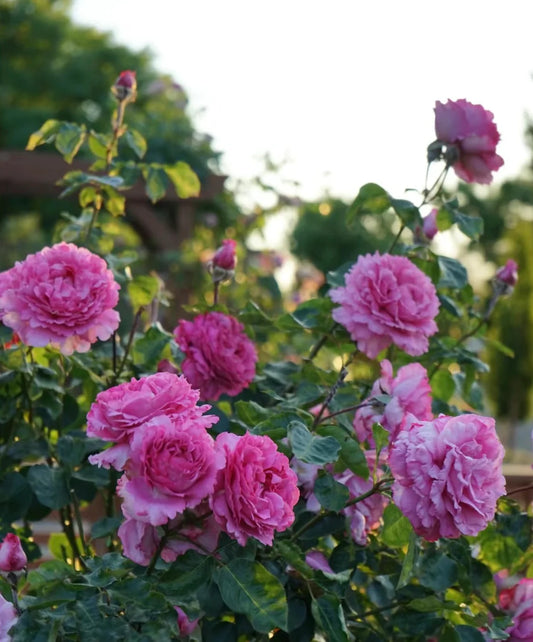 🌹 Yves Piaget Rose Seeds – Luxurious Pink Peony-Style Rose with Strong Fragrance 20 Seeds Pack ( Growing Guide Free) - Flower Seeds