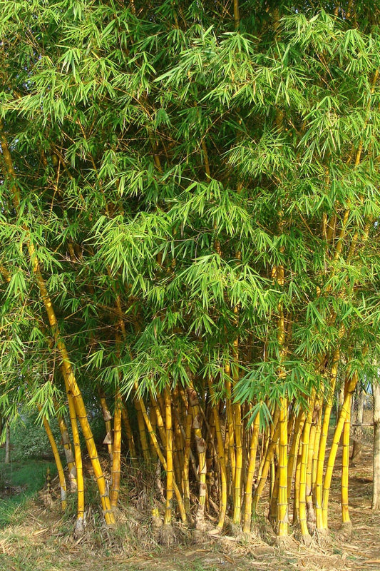 Golden Bamboo Plant 40 Seeds-Tree Seeds