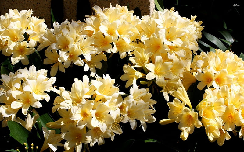 🌼 Azalea Flower Plant (Yellow) – Live Ornamental Shrub with Bright Golden Blooms for Garden & Balcony -Flowering Plant