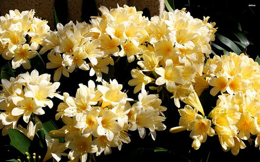 🌼 Azalea Flower Plant (Yellow) – Live Ornamental Shrub with Bright Golden Blooms for Garden & Balcony -Flowering Plant