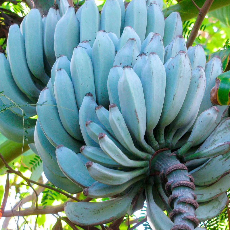 Tissue-Cultured Blue Java Banana Plant – 1 Healthy Plant (Ice Cream Banana) - Fruit Plant