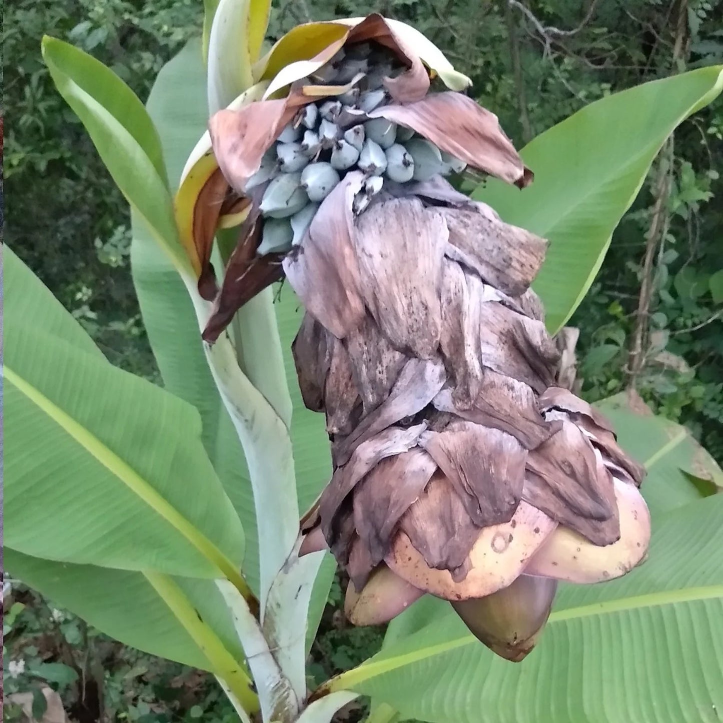 Wild Banana (Kalluvazha) – 10 Seeds - Fruit Seeds