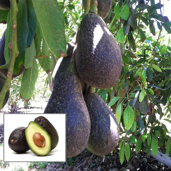 Lamb Hass Avocado Seeds – Pack of 2 - Fruit Seeds