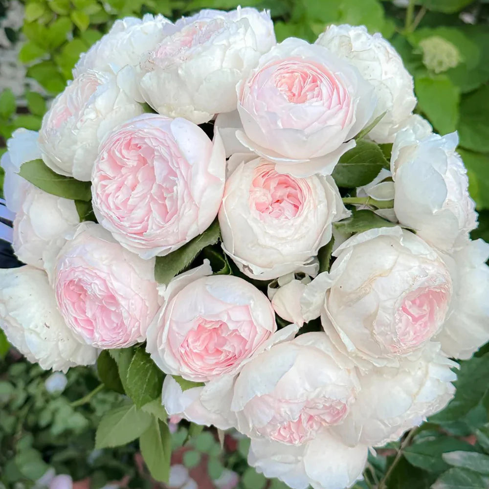 🌹 Earth Angel Rose Seeds – Romantic Pink Peony-Style Rose 20 Seeds Pack ( Growing Guide Free) - Flower Seeds