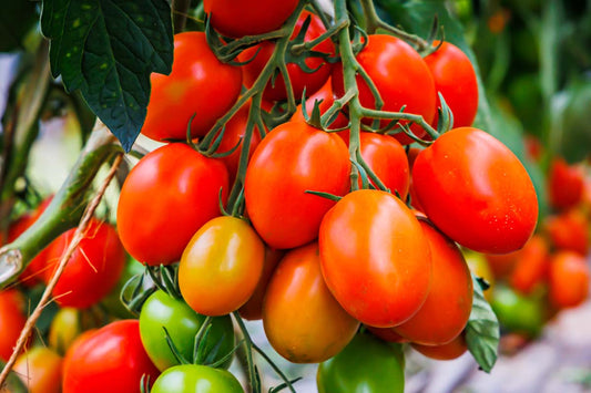 🍅 Roma Tomato Hybrid Seeds – 100 Seeds, Perfect for Sauces & Cooking   -Vegetable Seeds