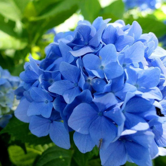 🌸 Hydrangea Flower Plant (Blue) – Live Ornamental Shrub for Home, Terrace & Garden Decor  - Flowering Plant