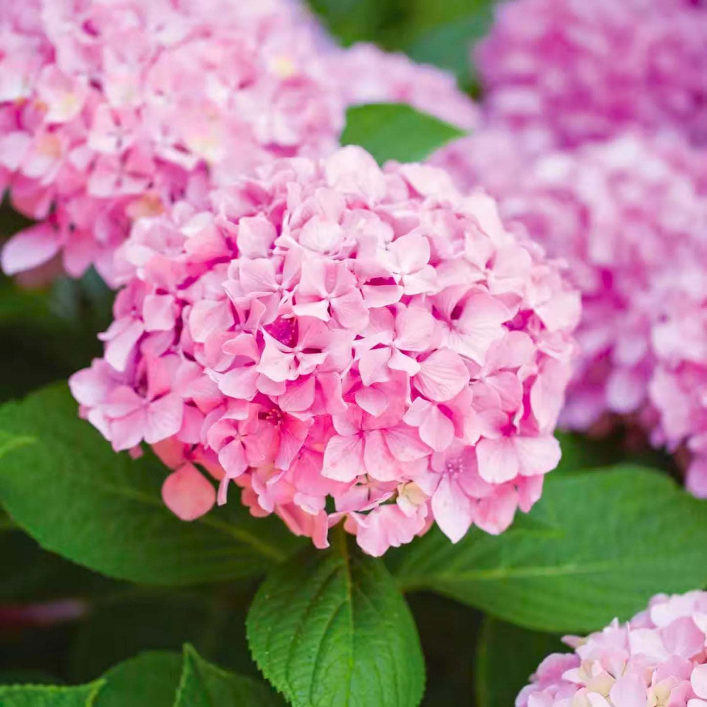 🌸 Hydrangea Flower Plant (Pink) – Live Ornamental Shrub for Garden & Balcony Decoration - Flowering Plant