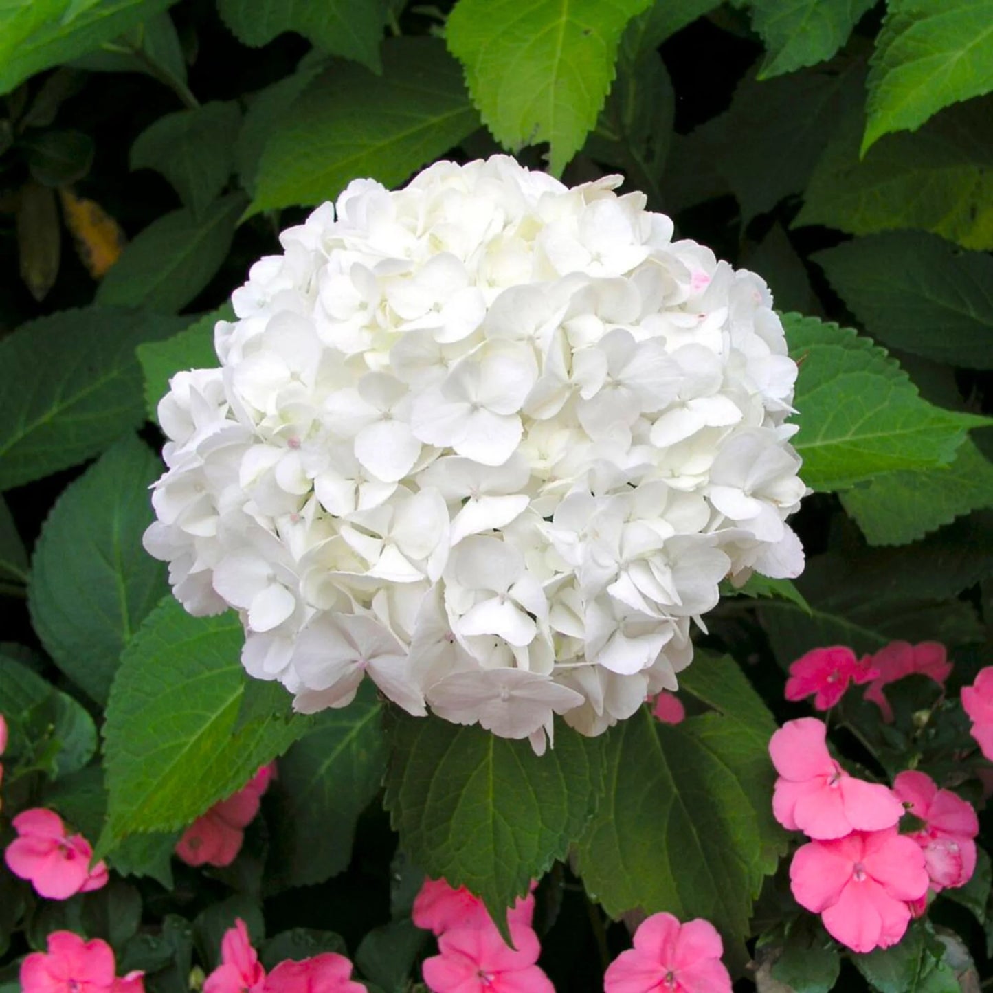 🌼 Hydrangea Flower Plant (White) – Elegant Live Plant for Indoor & Outdoor Spaces  - Flowering Plant