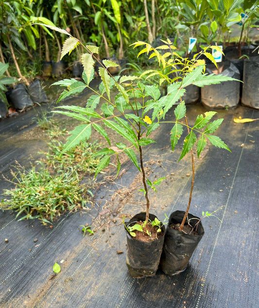 Neem Herbal Live Plant (Azadirachta indica) – Powerful Medicinal Tree for Home & Garden - Medicinal Plant
