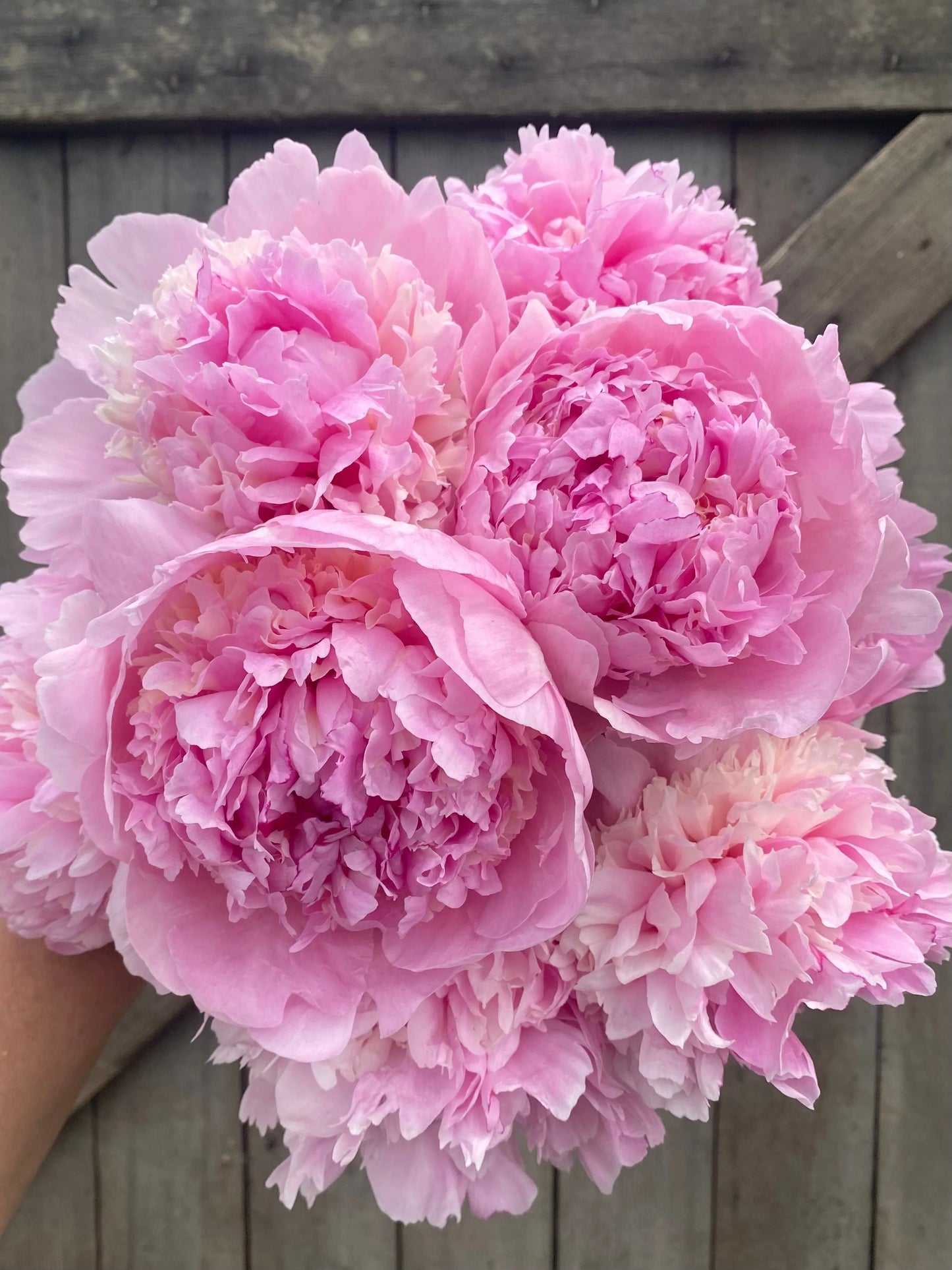 Pink Peony Flower Seeds – Elegant & Fragrant Perennial Blooms for Home Garden & Pot - Flower Seeds