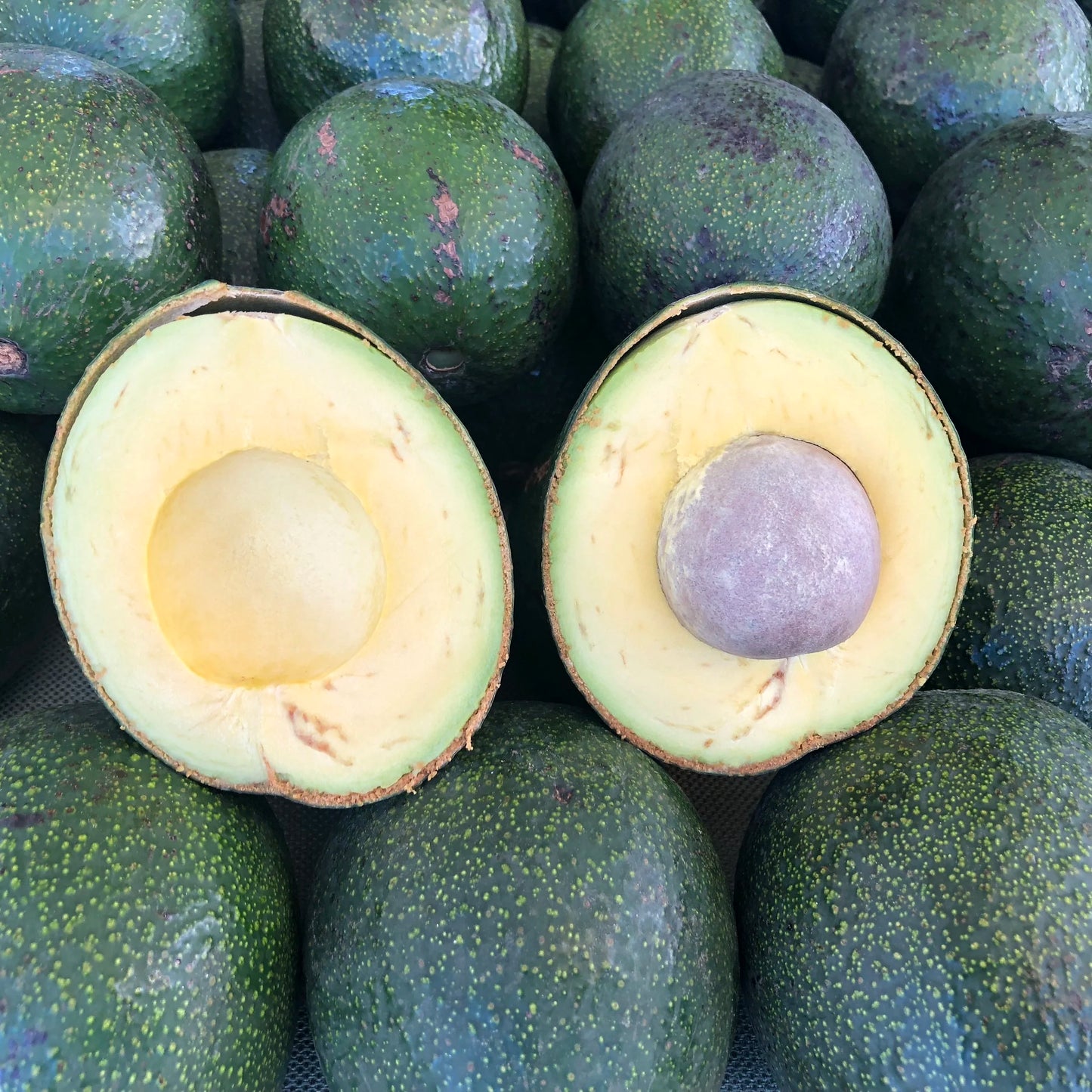 Reed Avocado Seeds – Pack of 2 - Fruit Seeds