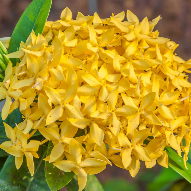 Mini Ixora Live Plant (Yellow) – Compact Flowering Shrub for Home Garden & Pots -Flowering Plant