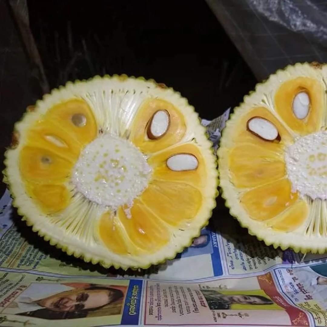 Vietnam Super Early Jackfruit Plant Home Plant High Yield – Grafted & Ready to Grow  -Fruit Plants