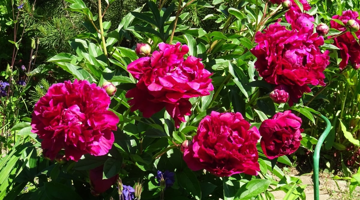 Dark Pink Peony Flower Seeds – Richly Colored, Fragrant Perennial Blooms for Home & Gardent - Flower Seeds