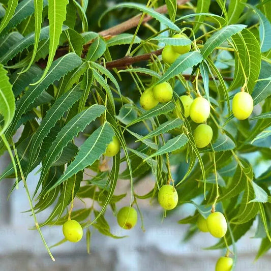 Neem Herbal Live Plant (Azadirachta indica) – Powerful Medicinal Tree for Home & Garden - Medicinal Plant