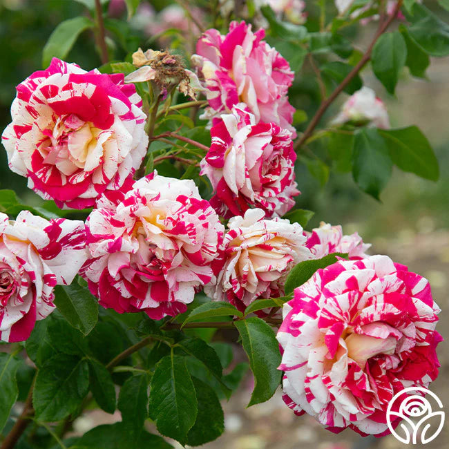 🌸 Neil Diamond Rose Seeds – Striking Striped Magenta & White Hybrid Tea Rose 20 Seeds Pack ( Growing Guide Free) - Flower Seeds