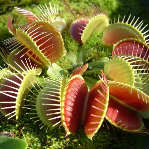 Venus FlyTrap Seeds Dionaea muscipula, Pack of 100 Seeds -Flower Seeds