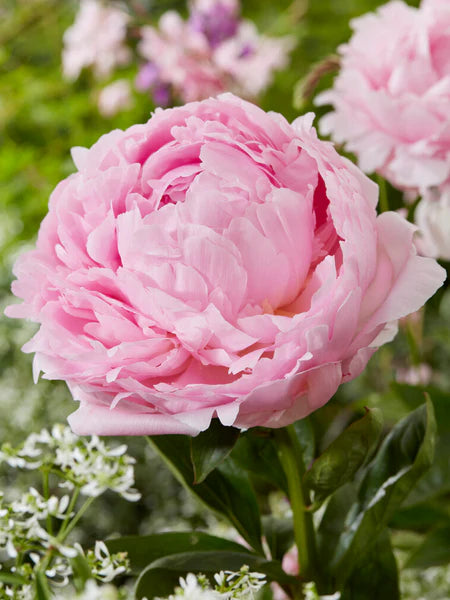 Pink Peony Flower Seeds – Elegant & Fragrant Perennial Blooms for Home Garden & Pot - Flower Seeds