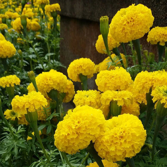 Hybrid Yellow Marigold Flower Seeds – Pack of 30 - Flower Seeds