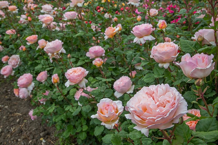 🌸 Princess Charlene de Monaco Rose Seeds – Elegant Peach-Pink Fragrant Rose 20 Seeds Pack ( Growing Guide Free) - Flower Seeds
