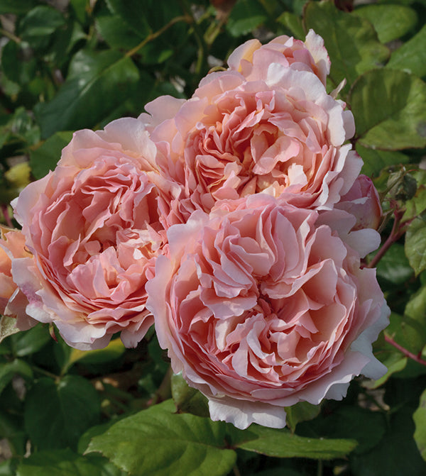 🌸 Princess Charlene de Monaco Rose Seeds – Elegant Peach-Pink Fragrant Rose 20 Seeds Pack ( Growing Guide Free) - Flower Seeds