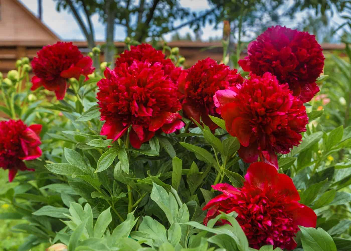peony Red Flower  Seeds – Multicolor Herbaceous Peony Plant Seeds for Home Garden & Pots - Flower seeds