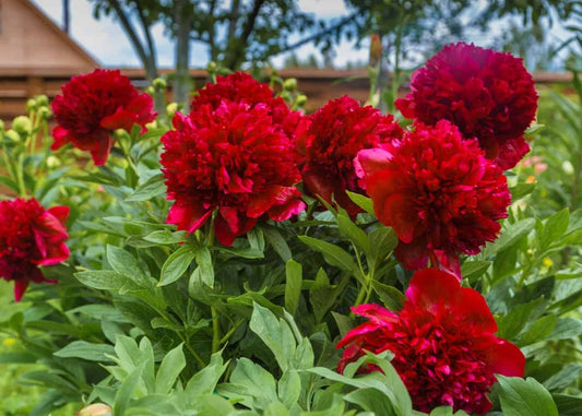 peony Red Flower  Seeds – Multicolor Herbaceous Peony Plant Seeds for Home Garden & Pots - Flower seeds