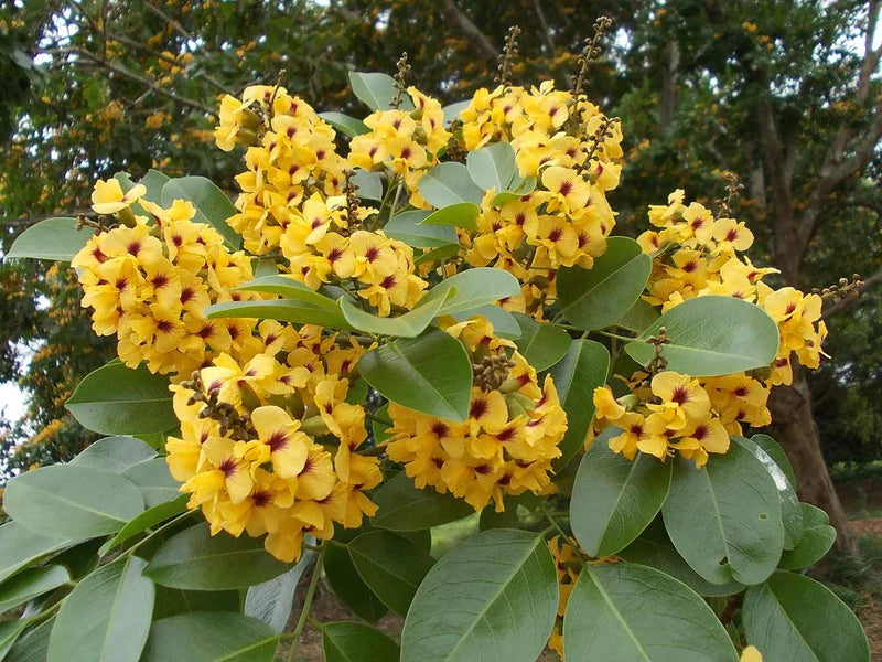 Red Sandalwood Live Plant (Pterocarpus santalinus) – Valuable Medicinal & Timber Tree for Home & Farm - Medicinal Plant