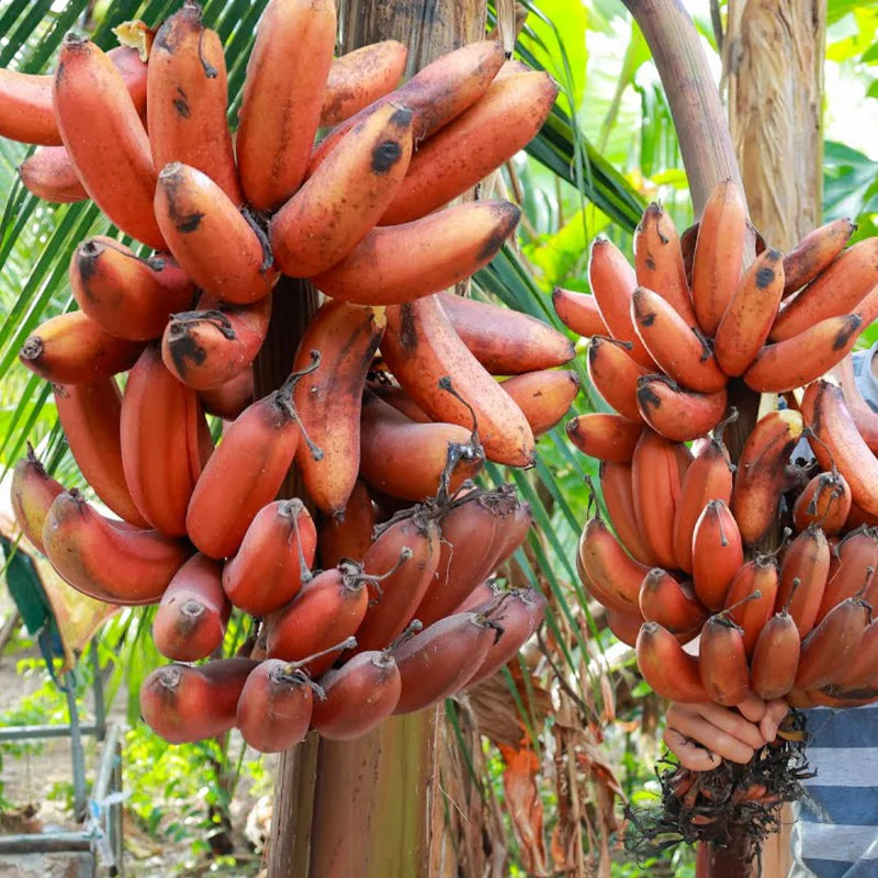 Thai Red Banana – Rare Live Healthy Plant | Original Variety | Tissue-Cultured – 1 Healthy Plant - Fruit Plant