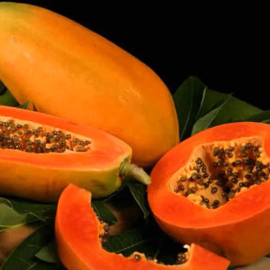 Taiwan Papaya Seeds for Planting | F1 Hybrid Red Lady, Dwarf Papaya Variety (15 Seeds) - Fruit Seeds