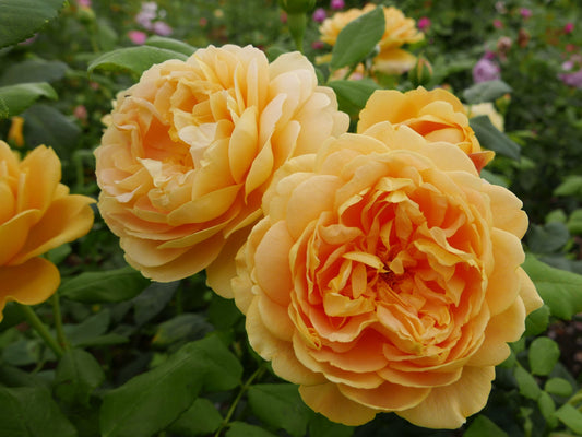 🌹 Golden Celebration Climbing Rose Seeds – Fragrant Yellow David Austin Variety 20 Seeds Pack ( Growing Guide Free) - Flower Seeds