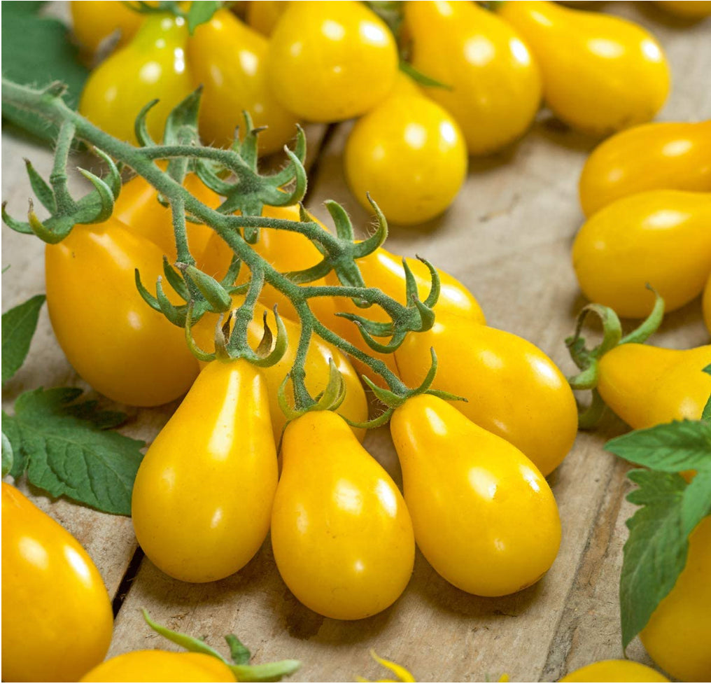 🍅 Cherry Tomato Hybrid 100 Seeds – Yellow, Sweet & Golden   -Vegetable Seeds