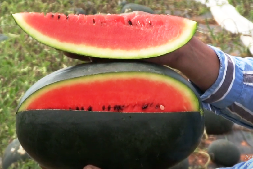 ARKA Shyama -TFL WATER MELON Hybrid -Vegetable Seeds