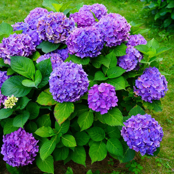 💜 Hydrangea Flower Plant (Purple) – Rare Live Blooming Shrub for Garden & Patio Decor - Flowering Plant