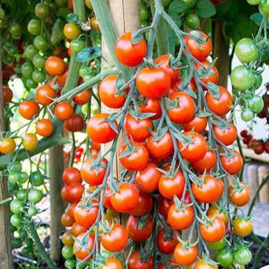 Italian Climbing Tree Tomato 50 Seeds -Vegetables Seeds