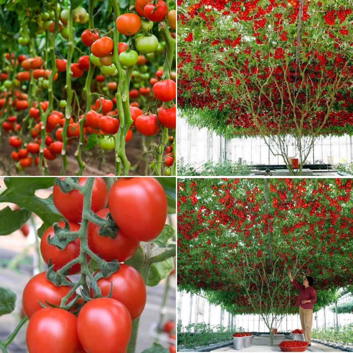 Italian Climbing Tree Tomato 50 Seeds -Vegetables Seeds