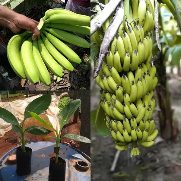 G9 Banana Plant – Tissue-Cultured Live Plant– 1 Healthy Plant - Fruit Plant