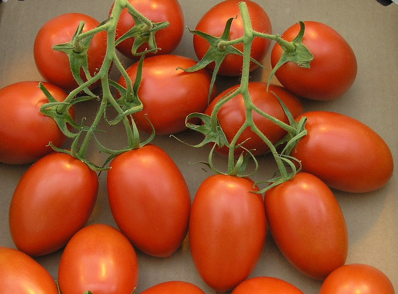🍅 Roma Tomato Hybrid Seeds – 100 Seeds, Perfect for Sauces & Cooking   -Vegetable Seeds