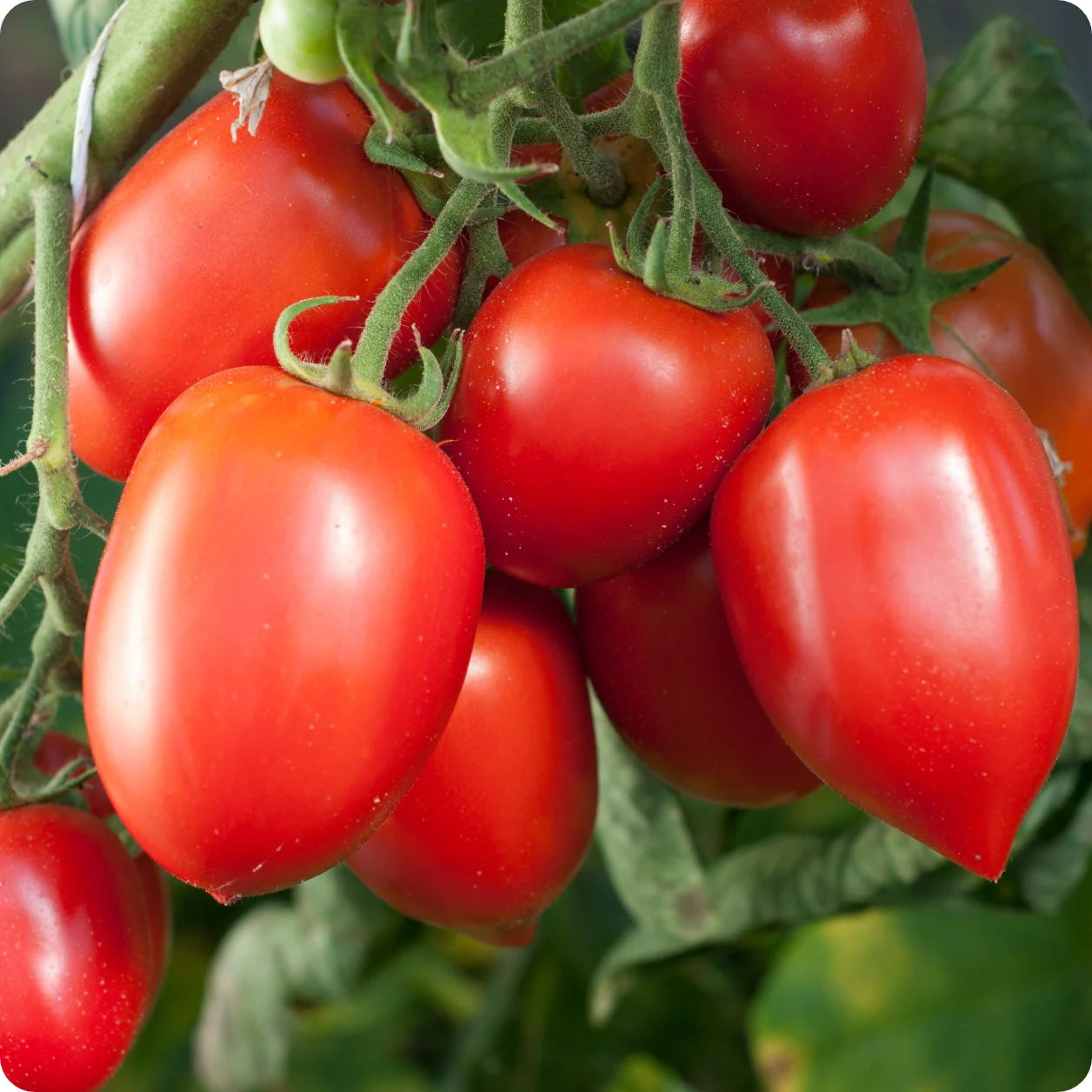 🍅 Plum Tomato Hybrid Seeds – 100 Seeds, Perfect for Sauces & Canning -Vegetable Seeds