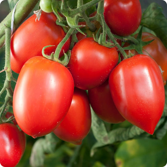 🍅 Plum Tomato Hybrid Seeds – 100 Seeds, Perfect for Sauces & Canning -Vegetable Seeds